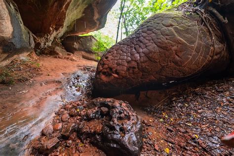 naka cave thailand snake|Is This Giant Snake Rock in Thailand an Actual。